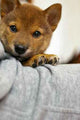 Shiba Child Dog Wall Decal