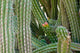 Cactus Wall Mural