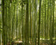 A beautiful bamboo grove in Kyoto, Japan Wall Mural