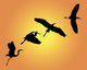 Group Silhouettes Heron Orange Wall Mural