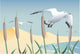 Seagull Wall Mural