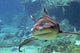 Whaler Wall Decal
