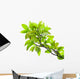Leaves of mango tree Wall Mural