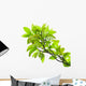 Leaves of mango tree Wall Mural