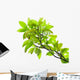 Leaves of mango tree Wall Mural