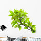Leaves of mango tree Wall Mural