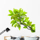 Leaves of mango tree Wall Mural