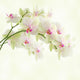 White Orchid on a Light Background Wall Mural