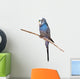 Little Budgie Parrot Wall Decal