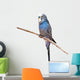 Little Budgie Parrot Wall Decal
