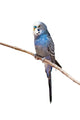 Little Budgie Parrot Wall Decal