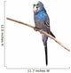 Little Budgie Parrot Wall Decal