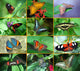 Butterfly Montage Wall Mural