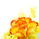 Red and yellow rose arrangement Wall Decal