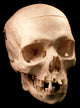 Skull Wall Mural