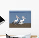 Pelicans Wall Mural