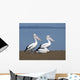 Pelicans Wall Mural