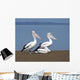 Pelicans Wall Mural