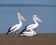 Pelicans Wall Mural