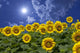 Sunflower and clouds and sun Wall Mural
