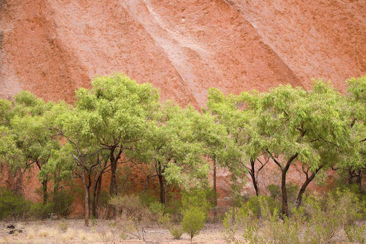 Eucalyptus trees at Ayer's Rock in Uluru-Kata Tjuta National Park Wall Mural