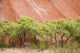 Eucalyptus trees at Ayer's Rock in Uluru-Kata Tjuta National Park Wall Mural