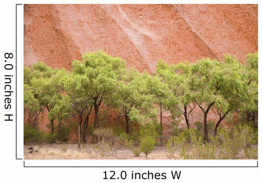 Eucalyptus trees at Ayer's Rock in Uluru-Kata Tjuta National Park Wall Mural