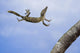 Henkel's leaf-tailed gecko in mid leap Wall Mural