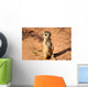 Meerkats