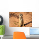 Meerkats