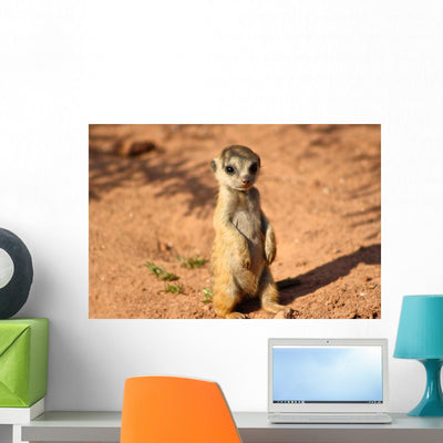 Meerkats shown on a wall