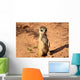 Meerkats