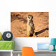 Meerkats