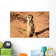 Meerkats