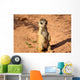 Meerkats