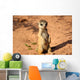 Meerkats