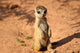 Meerkats