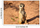 Meerkats