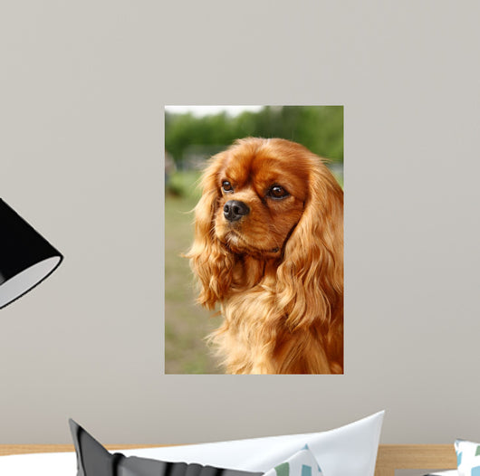 Cavalier King Charles Spaniel