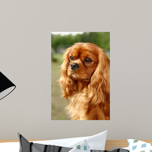 Cavalier King Charles Spaniel