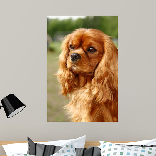Cavalier King Charles Spaniel