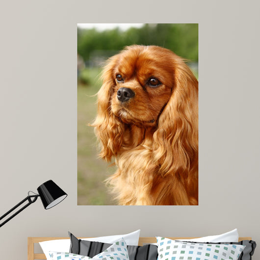 Cavalier King Charles Spaniel