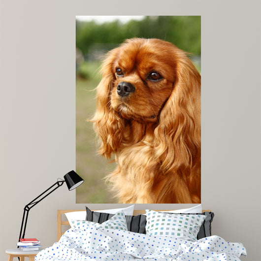 Cavalier King Charles Spaniel