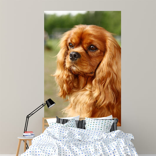 Cavalier King Charles Spaniel