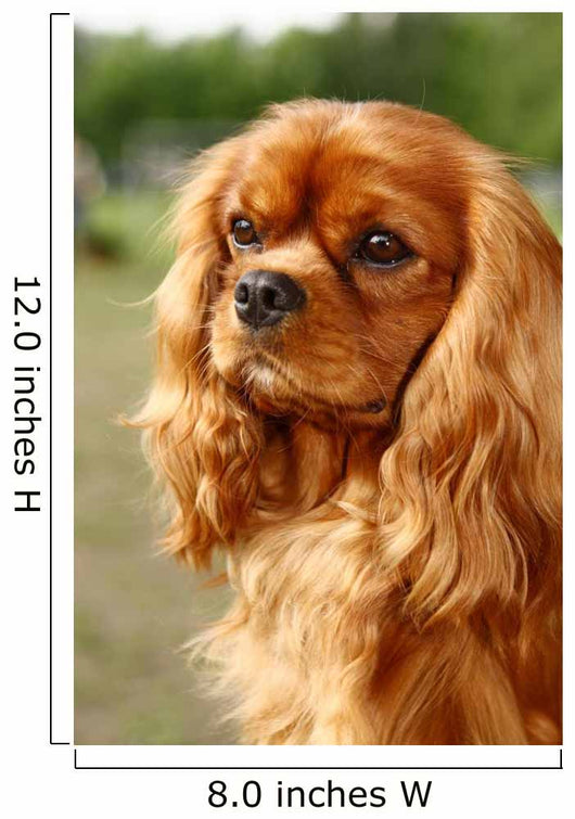 Cavalier King Charles Spaniel
