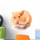 Funny Hamster Wall Decal