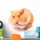 Funny Hamster Wall Decal