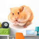 Funny Hamster Wall Decal