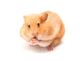 Funny Hamster Wall Decal
