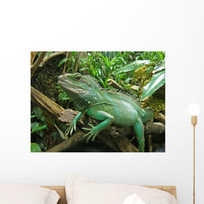 Iguana Resting Drift Wood Wall Mural shown on a wall